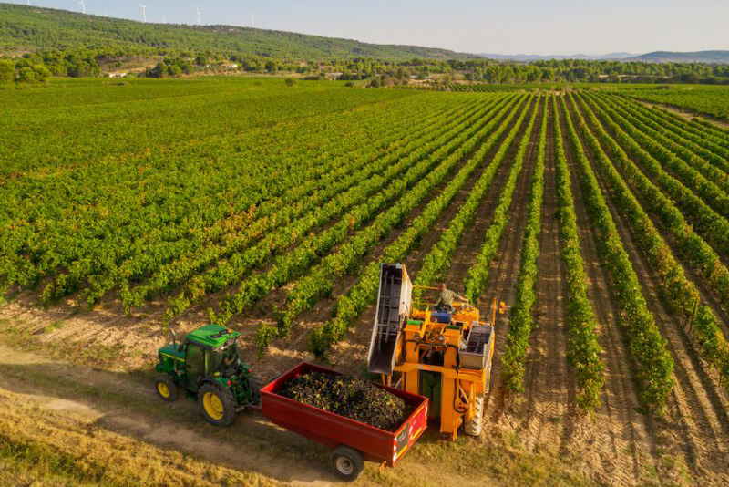 Ontdek Cave de Pouzols et Mailhac: waar traditie en innovatie samenkomen